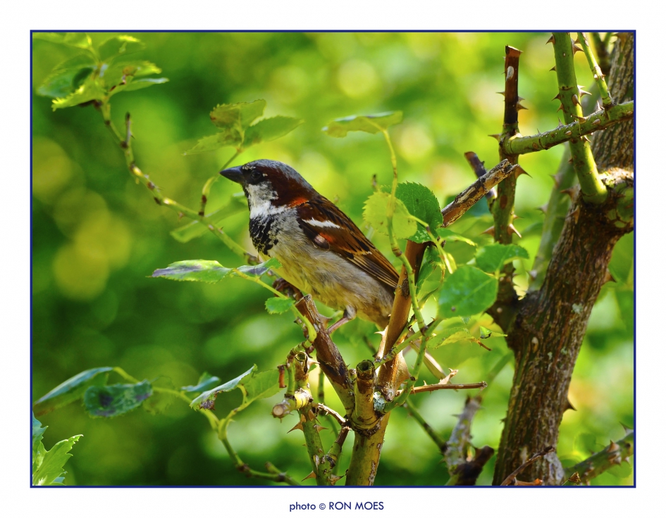 Huismus (man) - Vogels - Huismus