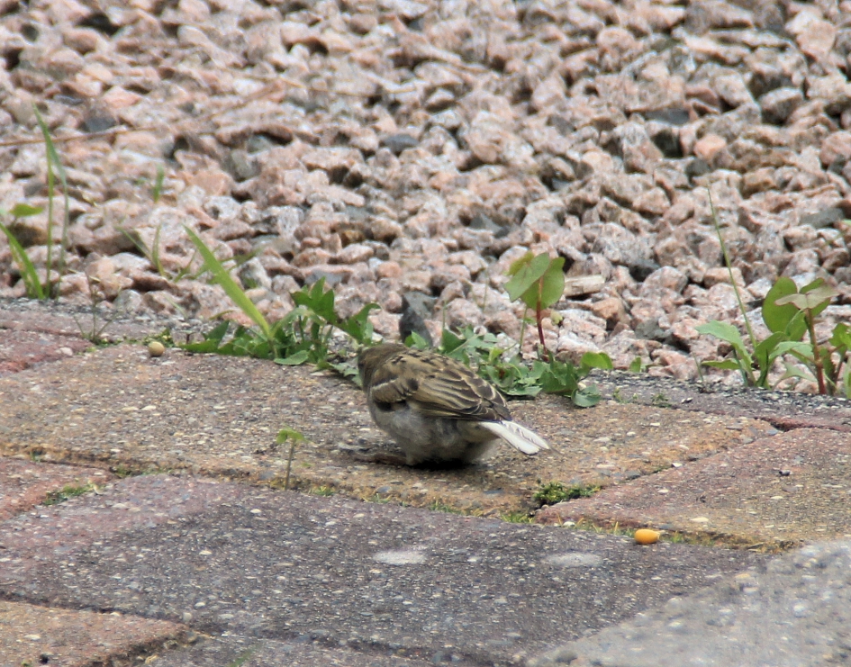 Huismus met witte staart - Vogels - Huismus