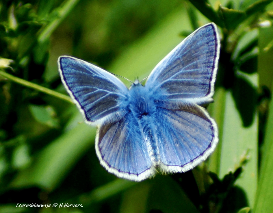 Icarusblauwtje. - Geleedpotigen - Icarusblauwtje.