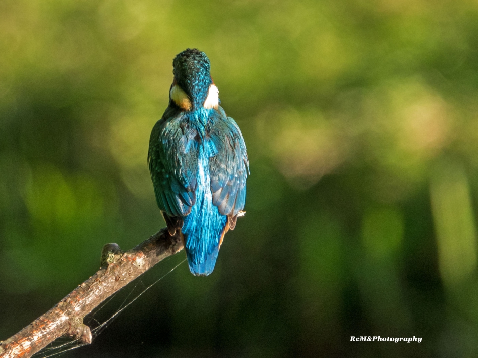 IJsvogel. - Vogels - IJsvogel.