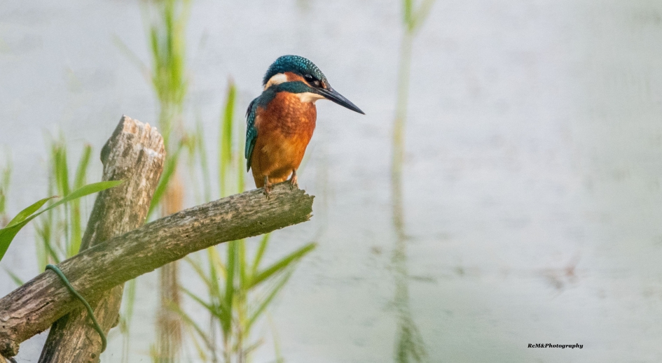 IJsvogel. - Vogels - IJsvogel.
