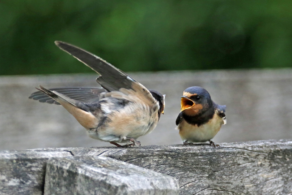 Ik heb ook honger - Vogels - 