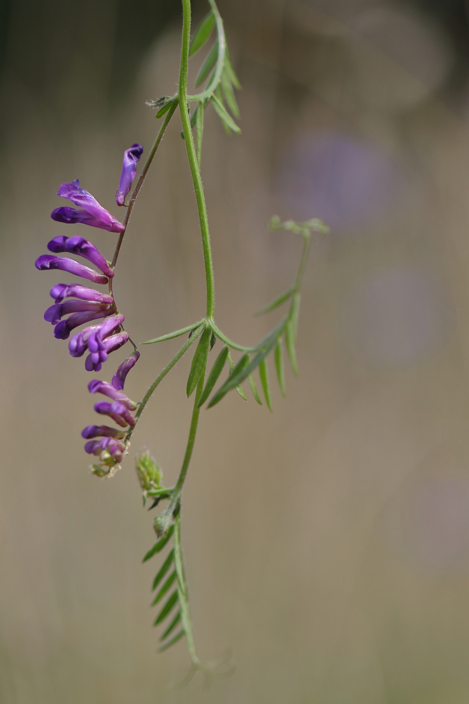 In de knoop zitten (1 van 4) - Planten - vogelwikke