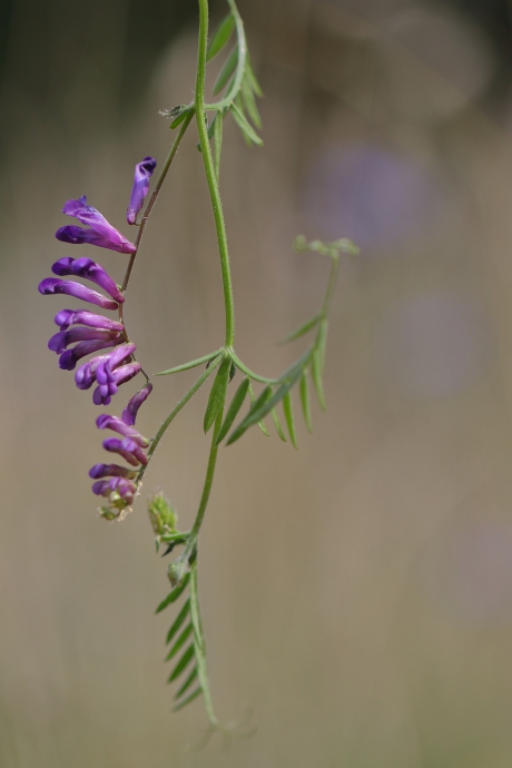 In de knoop zitten (1 van 4)