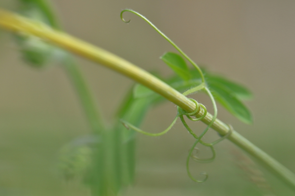 In de knoop zitten (2 van 4) - Planten - vogelwikke