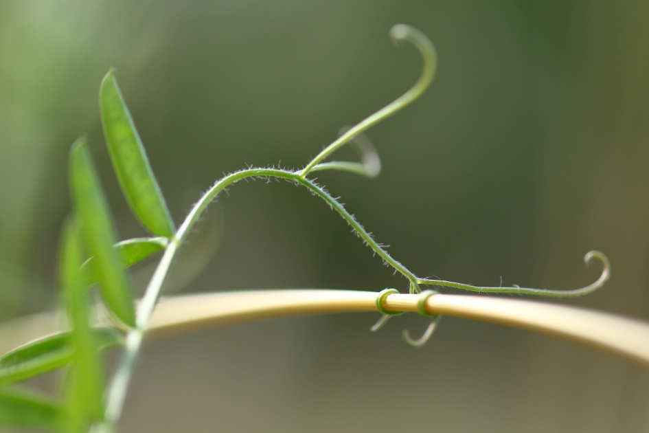 In de knoop zitten (4 van 4) - Planten - vogelwikke