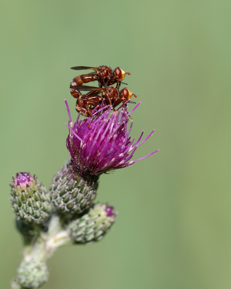 inclusief blikopener - Geleedpotigen - roestbruine kromlijf