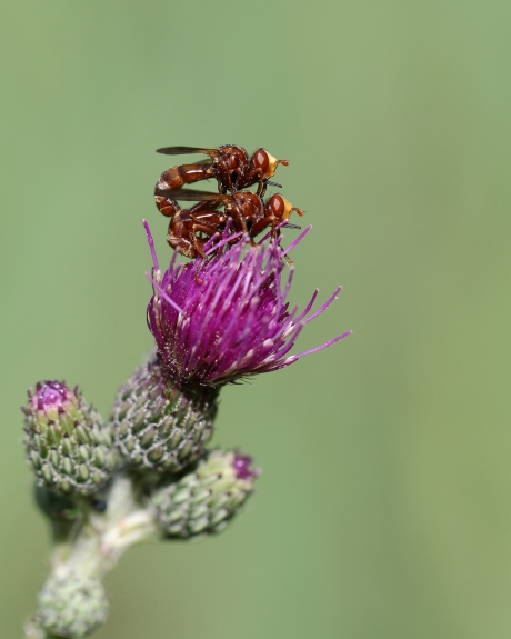 inclusief blikopener