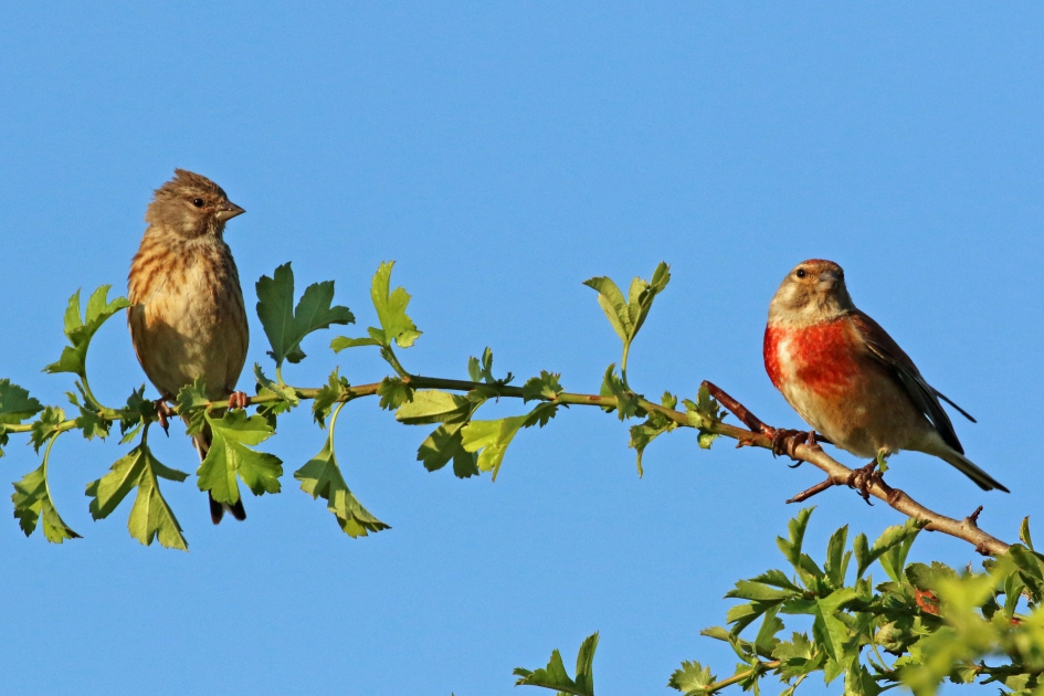 Is dit 1,5 meter? - Vogels - Kneu