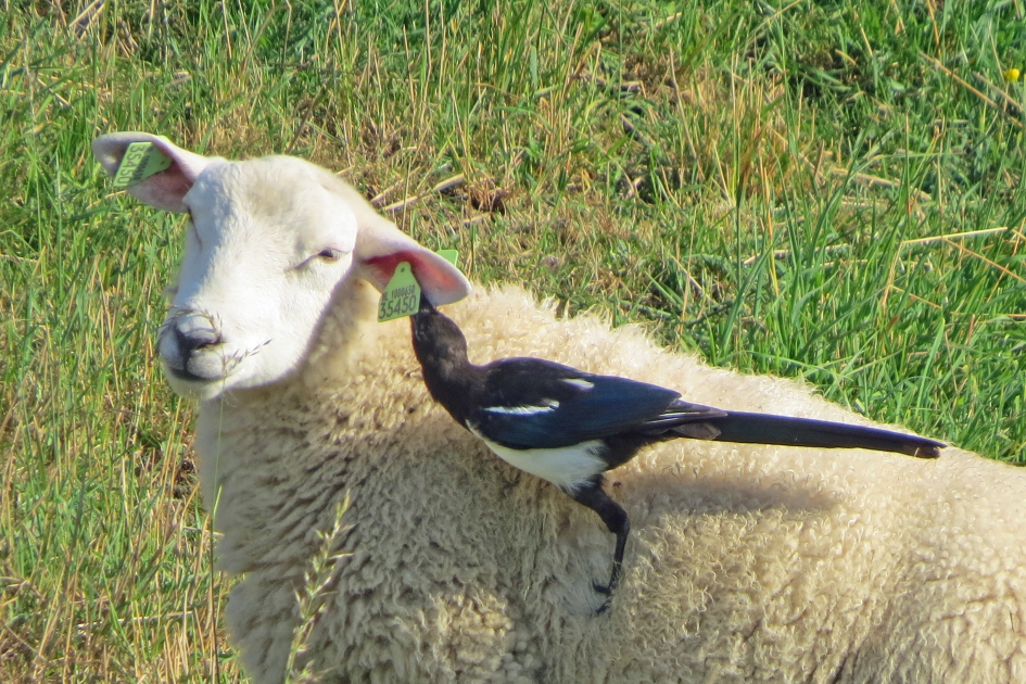 Je doet maar hoor... - Zoogdieren - 