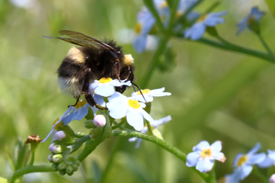 je verdiepen in het onderwerp - Geleedpotigen - akkerhommel