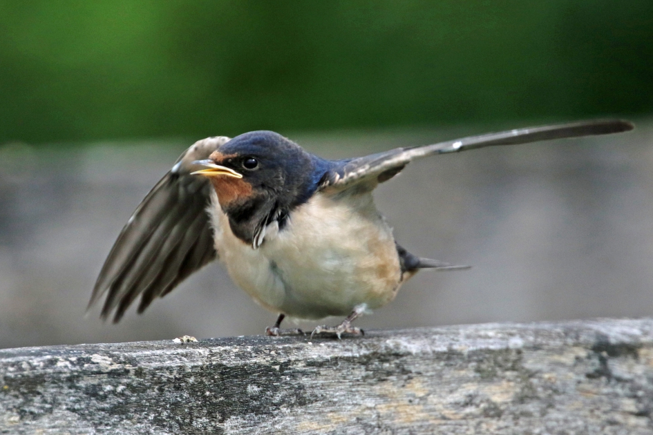 Jonge boerenzwaluw - Vogels - 