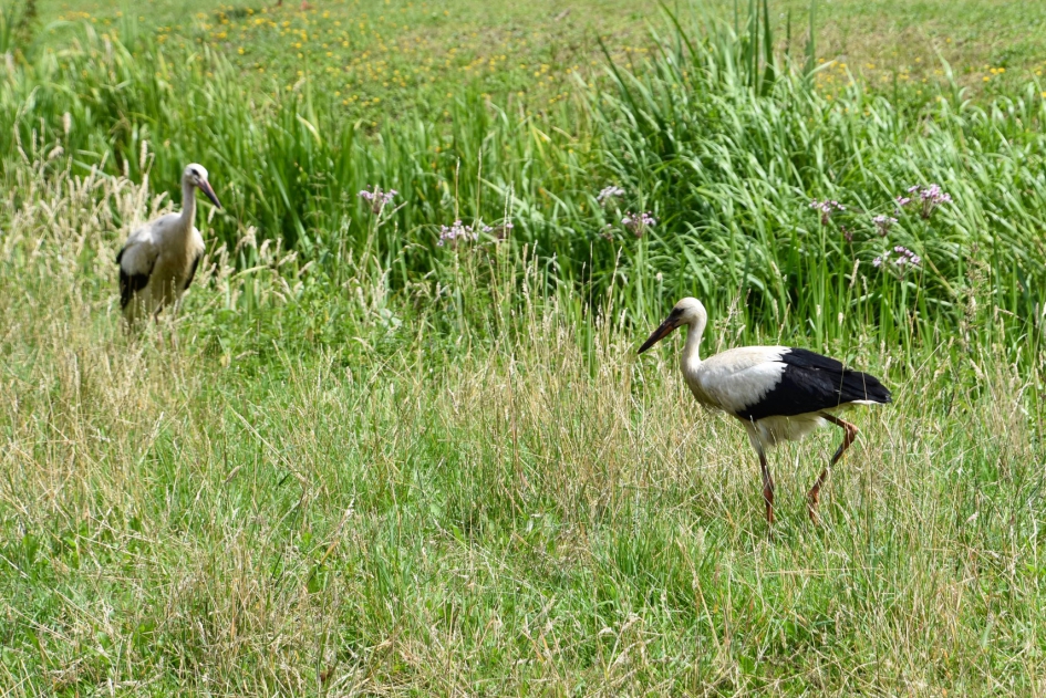 Jonge ooievaars - Vogels - 