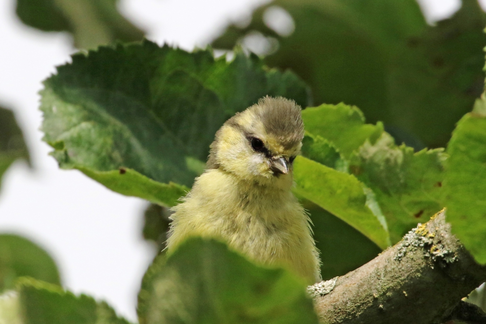 Jonge pimpelmees - Vogels - 