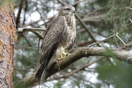 Juveniele Buizerd