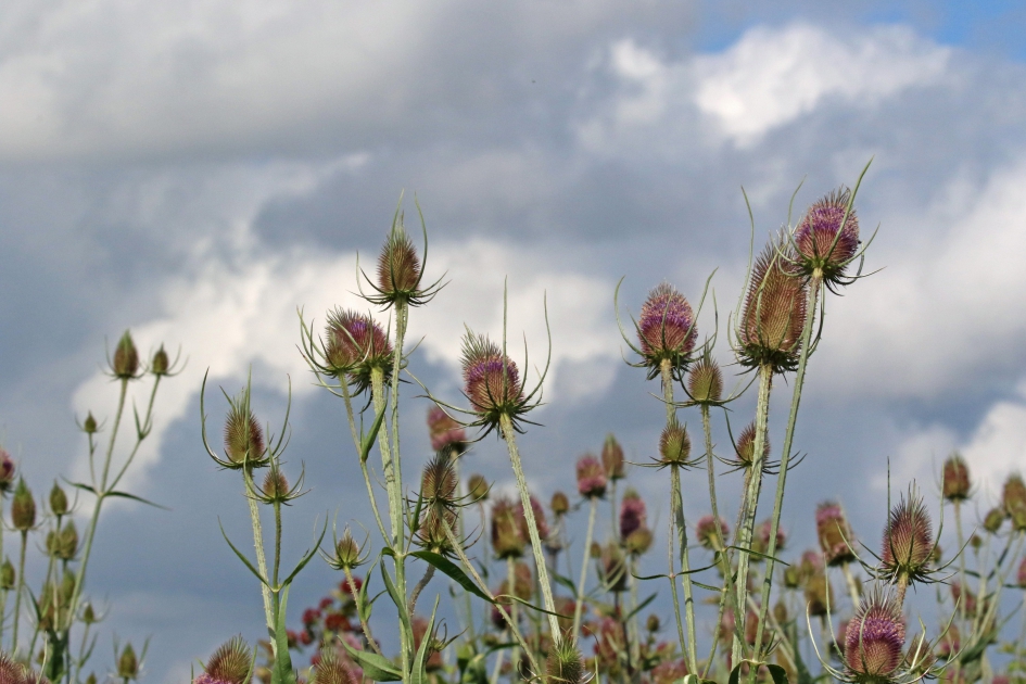 kaardebollen - Planten - 