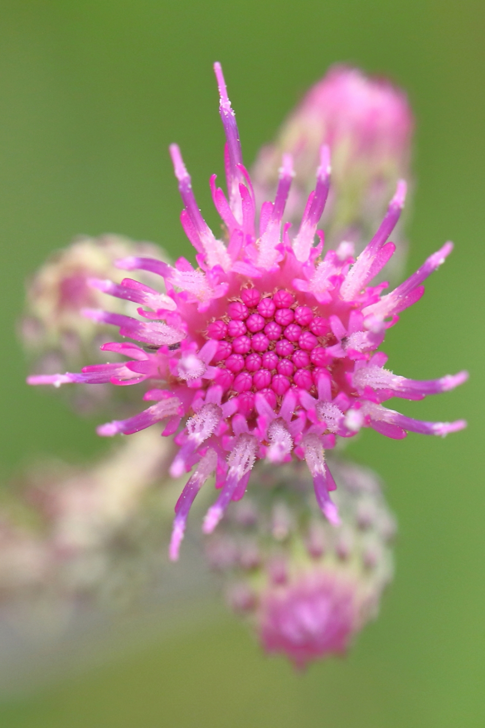 Kale jonker - Planten - kale jonker