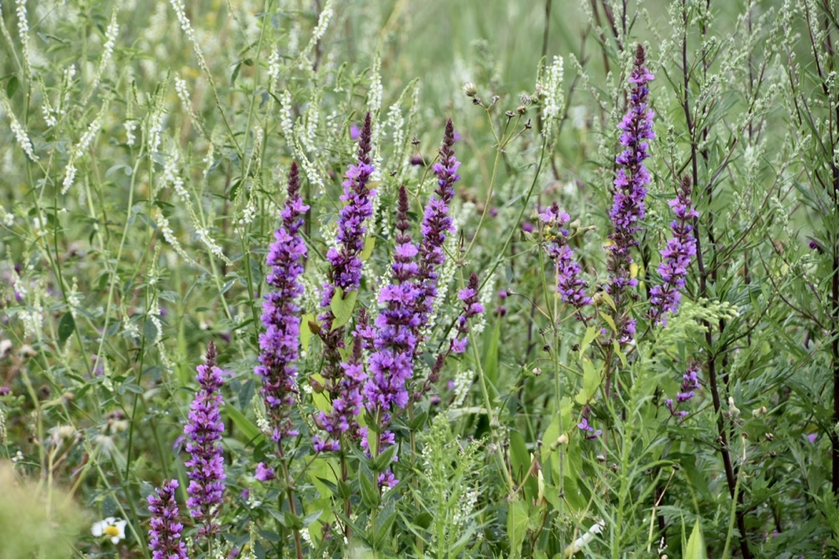 Kattenstaarten - Planten - 