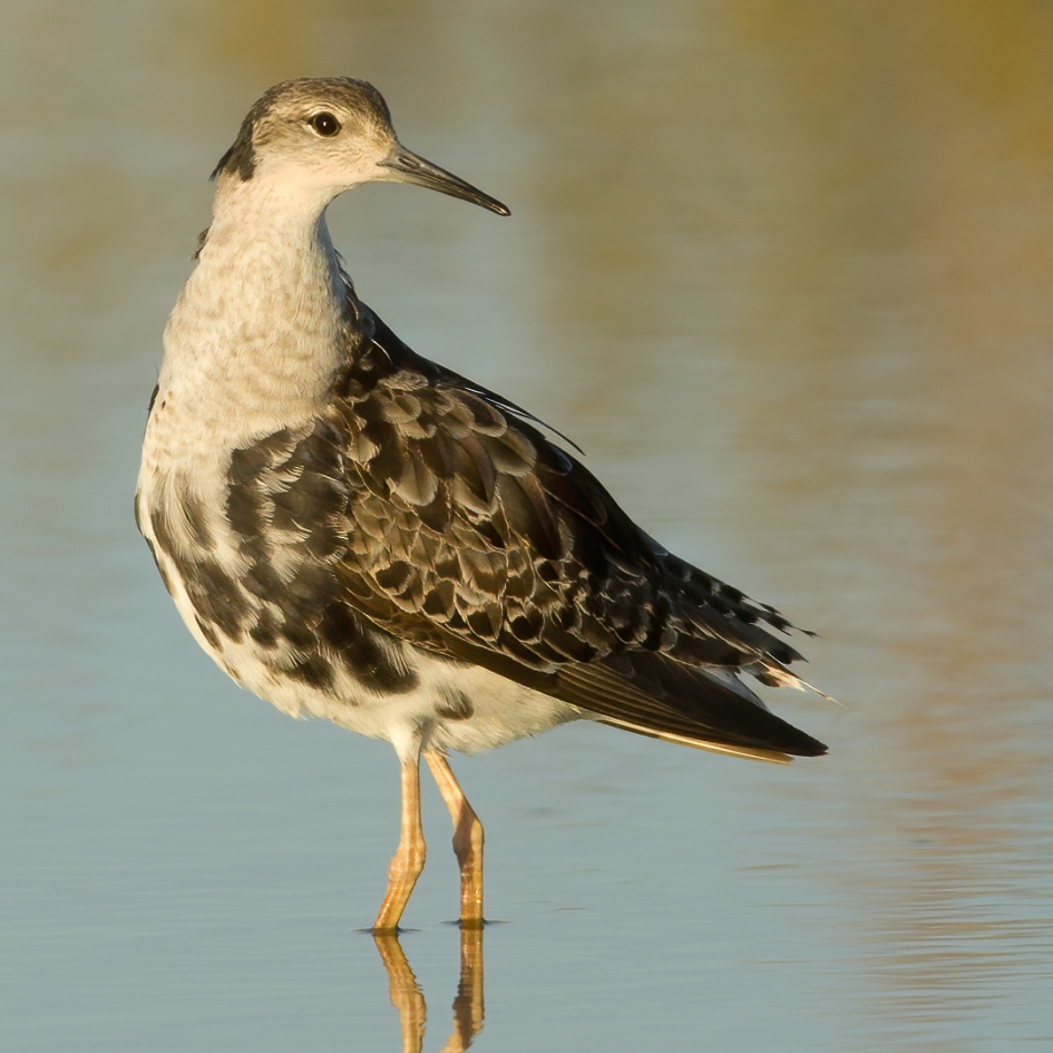 Kemphaan - Vogels - Kemphaan
