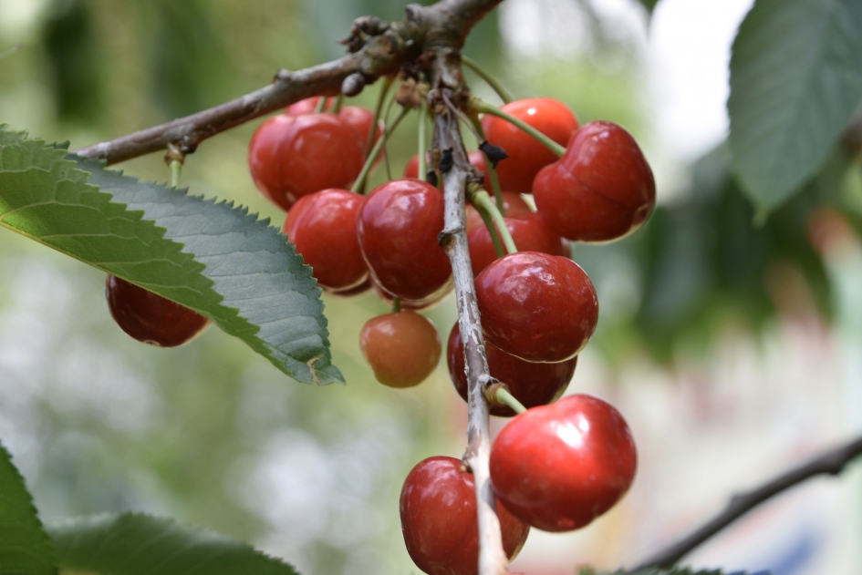 Kersentijd - Planten - 