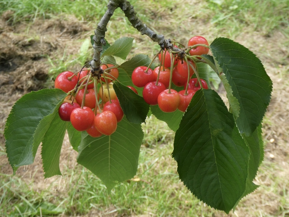 Ketsentijd - Planten - 