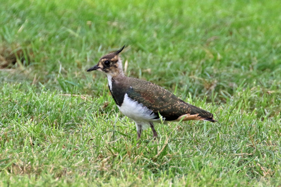 Kievitpuber - Vogels - 