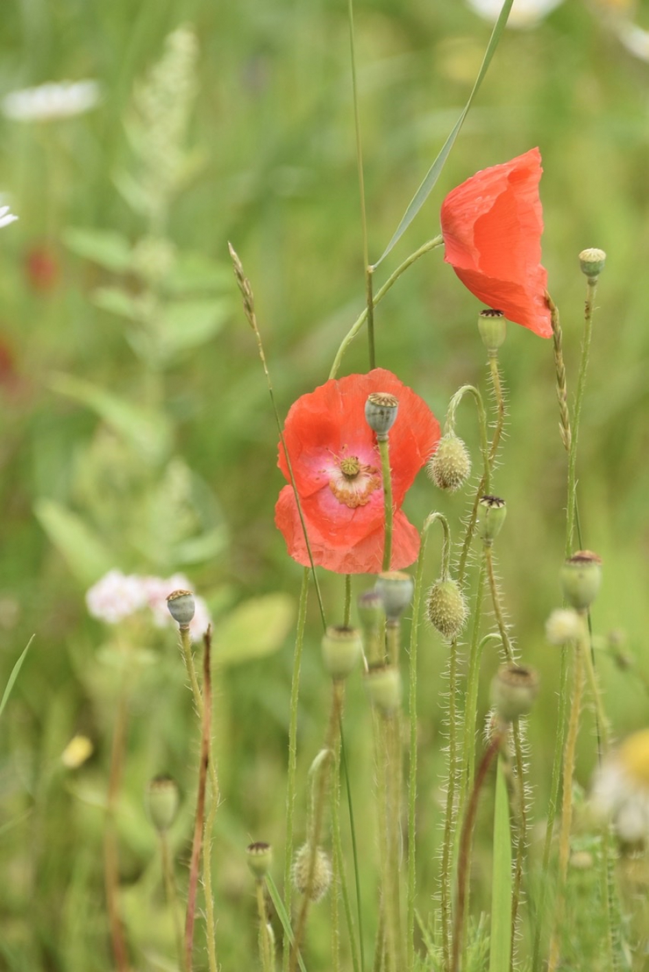 Klaprozen - Planten - 