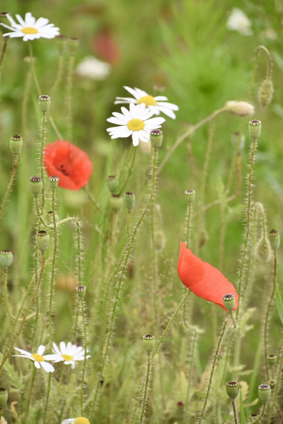 Klaprozen - Planten - 