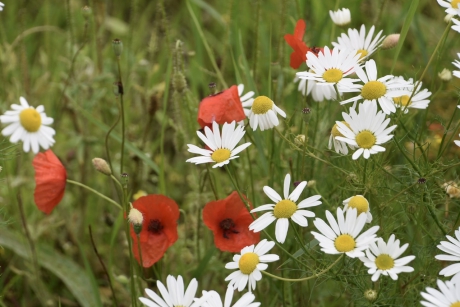 Klaprozen en kamille