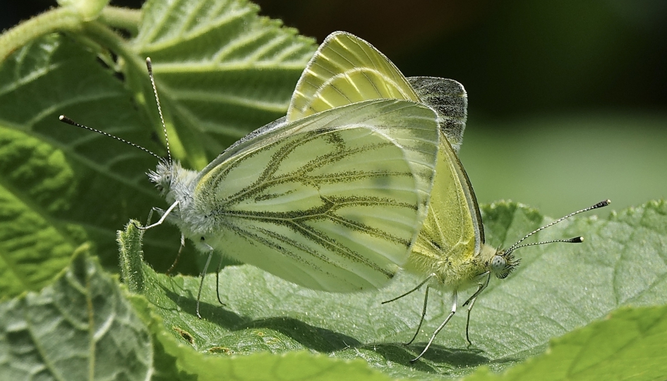 Paring - Geleedpotigen - Klein Geaderd Witje
