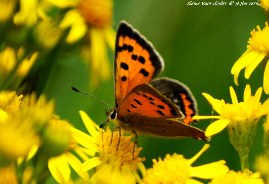 Kleine Vuurvlinder - Geleedpotigen - Kleine Vuurvlinder