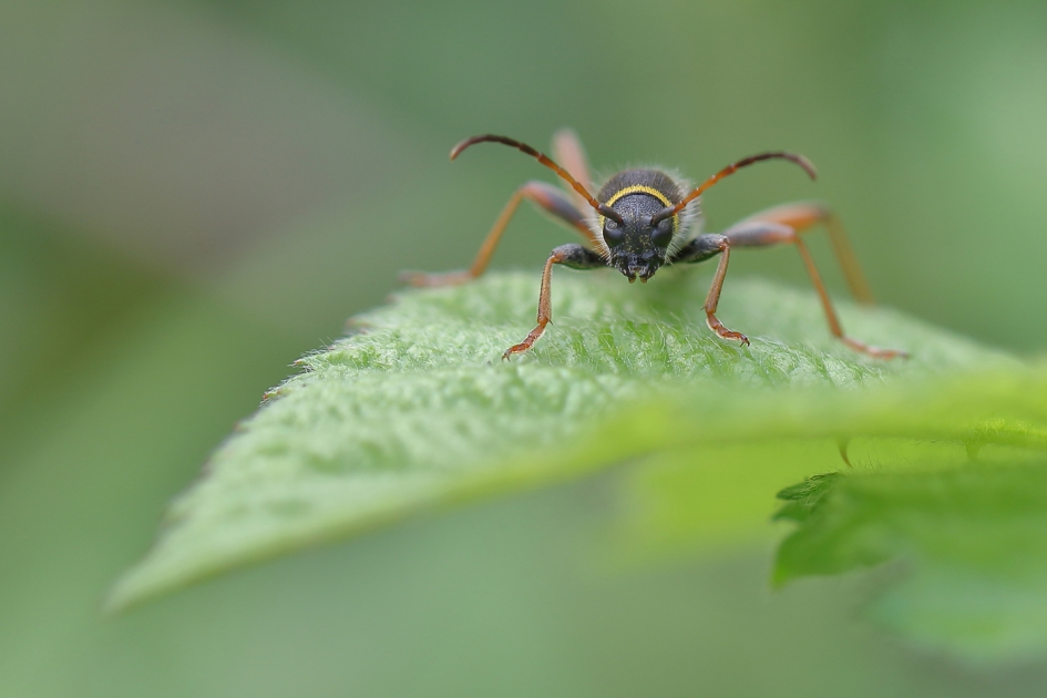 kleine wespenboktor - Geleedpotigen - kleine wespenboktor
