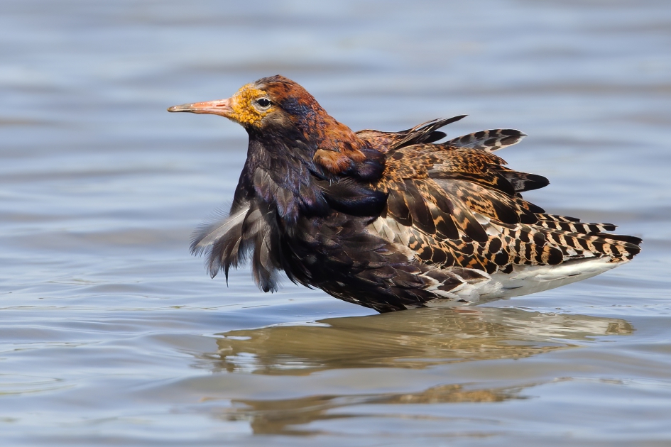 Kleurrijke Kemphaan - Vogels - Kemphaan