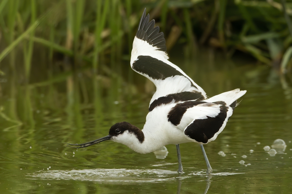 Kluut in actie ... - Vogels - Kluut