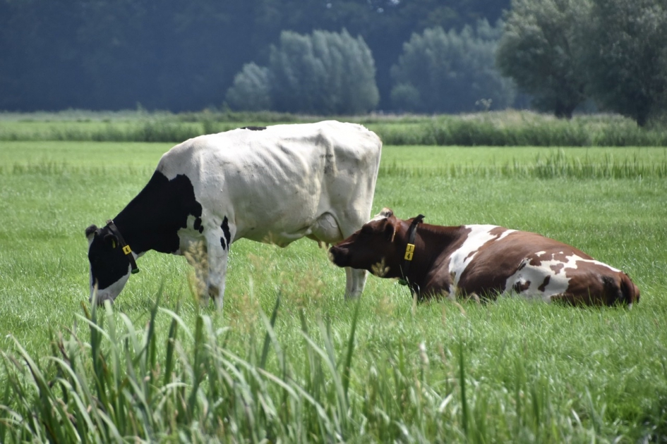 Koeien - Zoogdieren - 