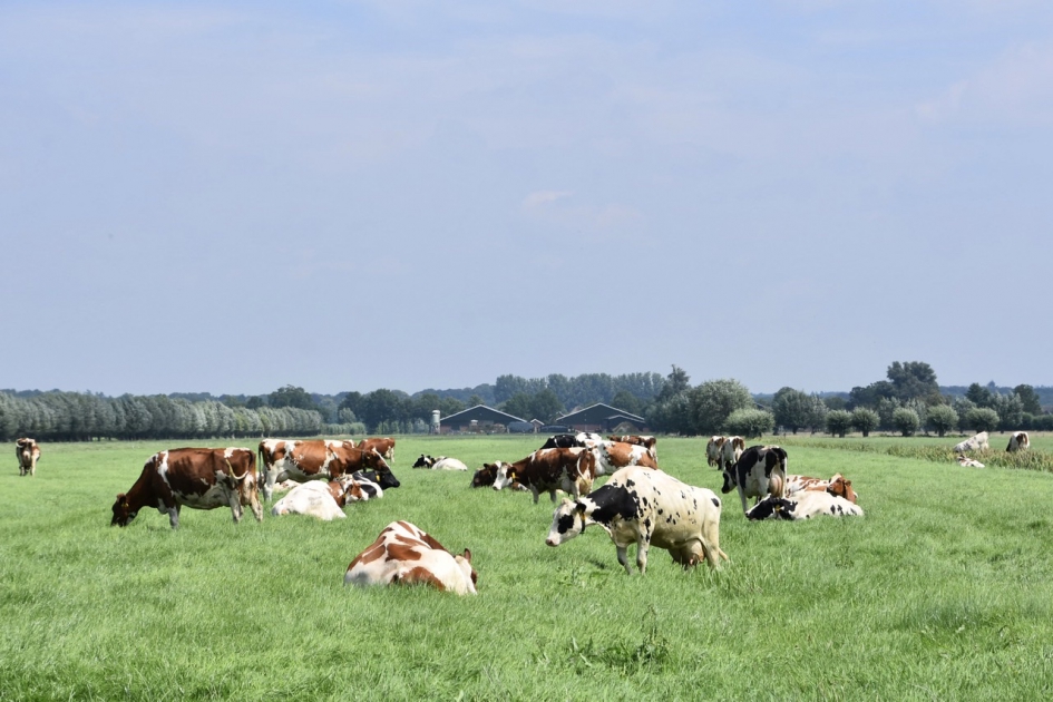 Koeien in de wei - Zoogdieren - 