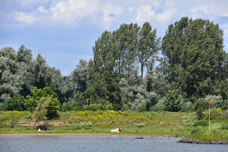 Koeien langs de Lek - Zoogdieren - 