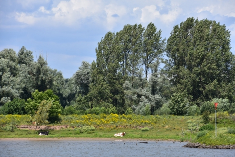Koeien langs de Lek