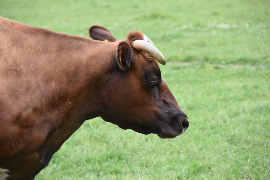 Koeien portret - Zoogdieren - 