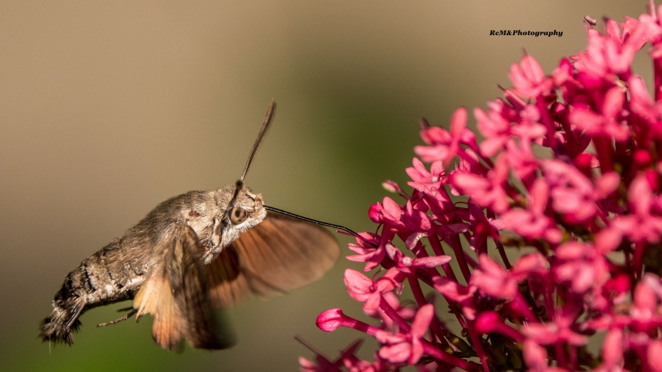 Kolibrievlinder. - Geleedpotigen - Kolibrievlinder.