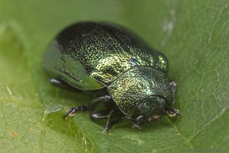 Kortsprietelzenhaantje (Plagiosterna aenea)