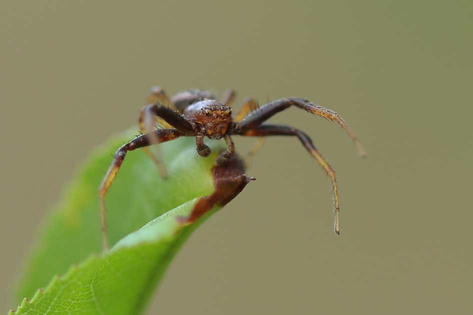 krabspin - Geleedpotigen - krabspin