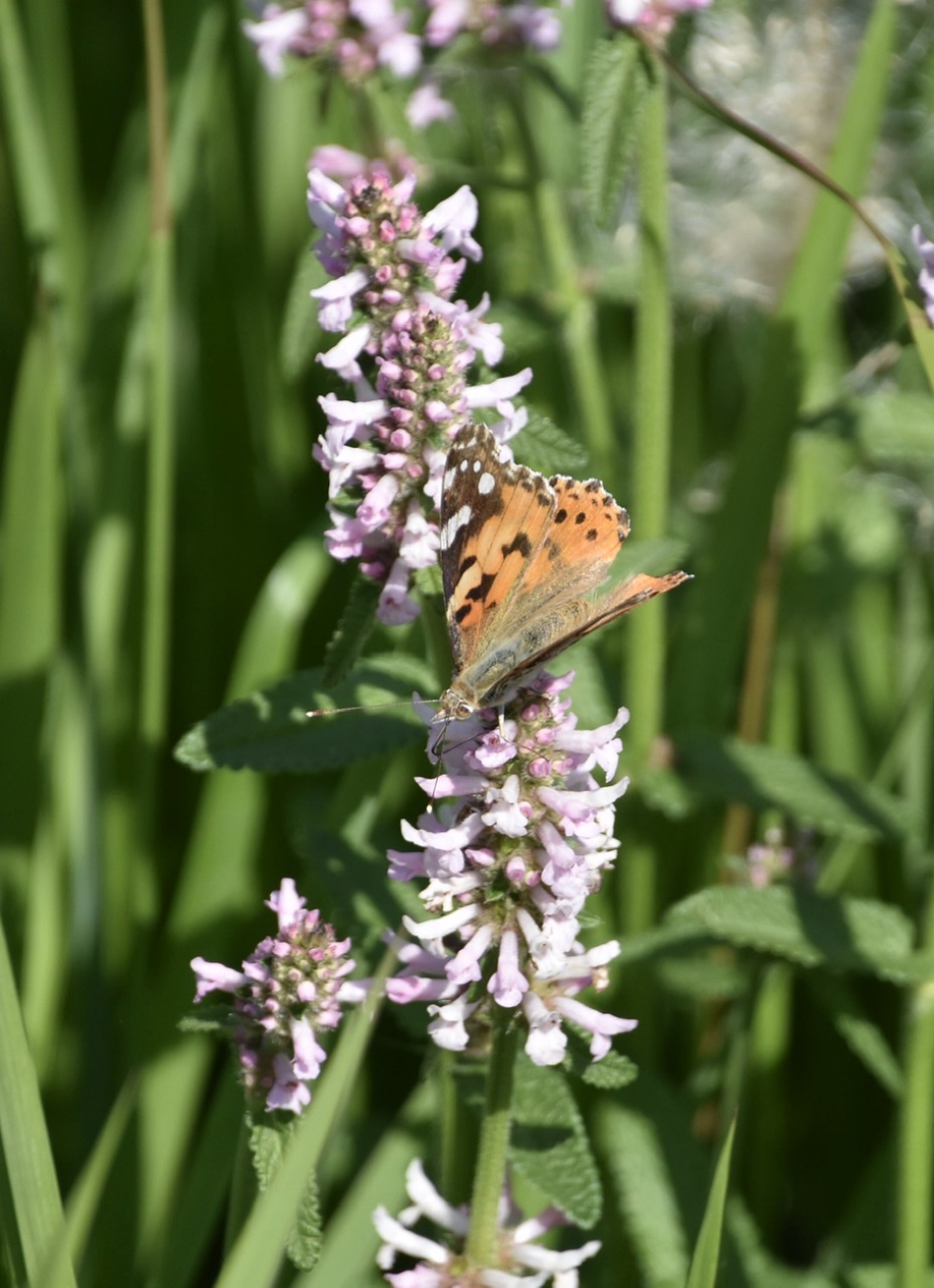 Distelvlinder - Geleedpotigen - 