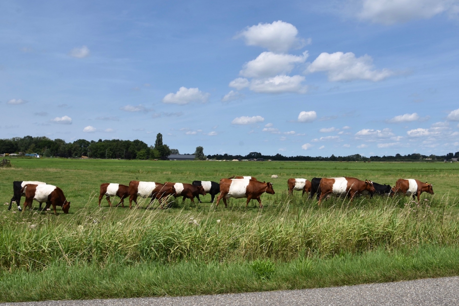 Lakenvelders - Zoogdieren - 