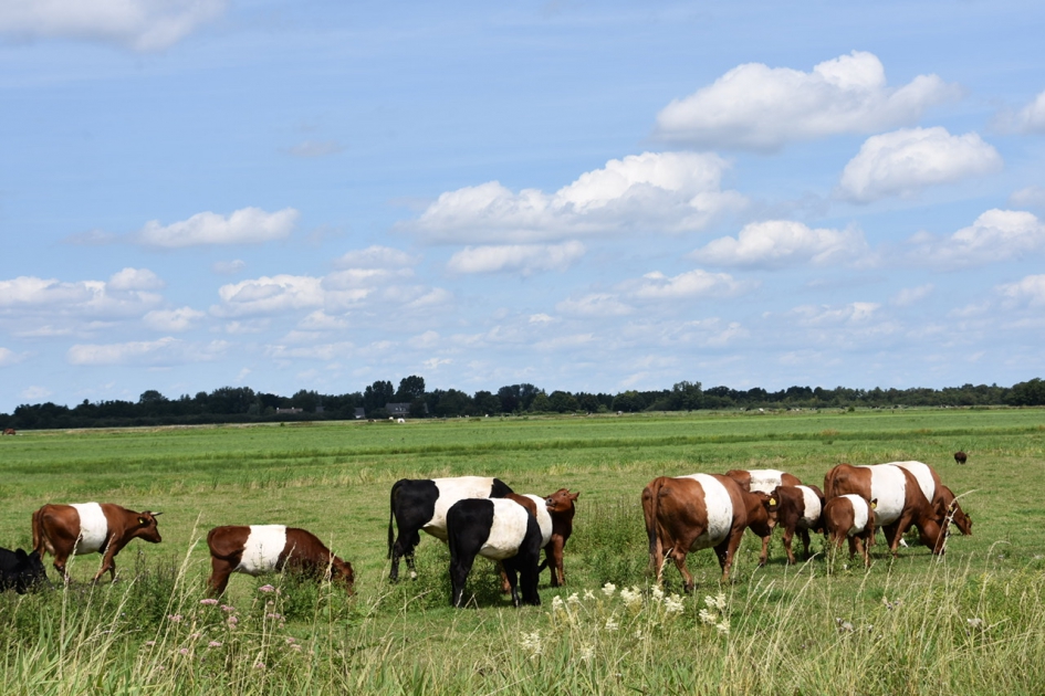 Lakenvelders - Zoogdieren - 