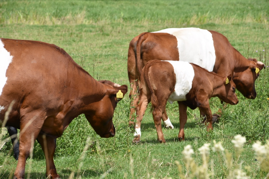 Lakenvelders - Zoogdieren - 