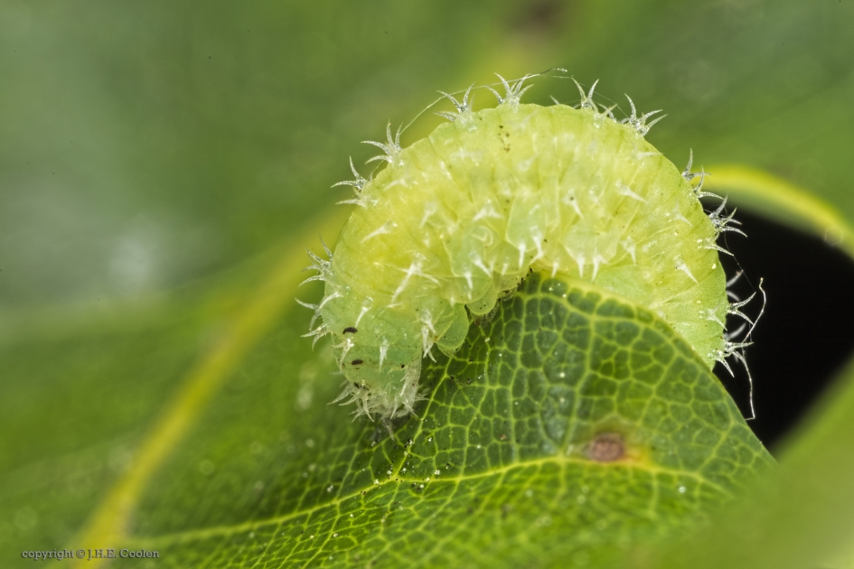 Larve bladwesp (Periclista pilosa) - Geleedpotigen - Geen