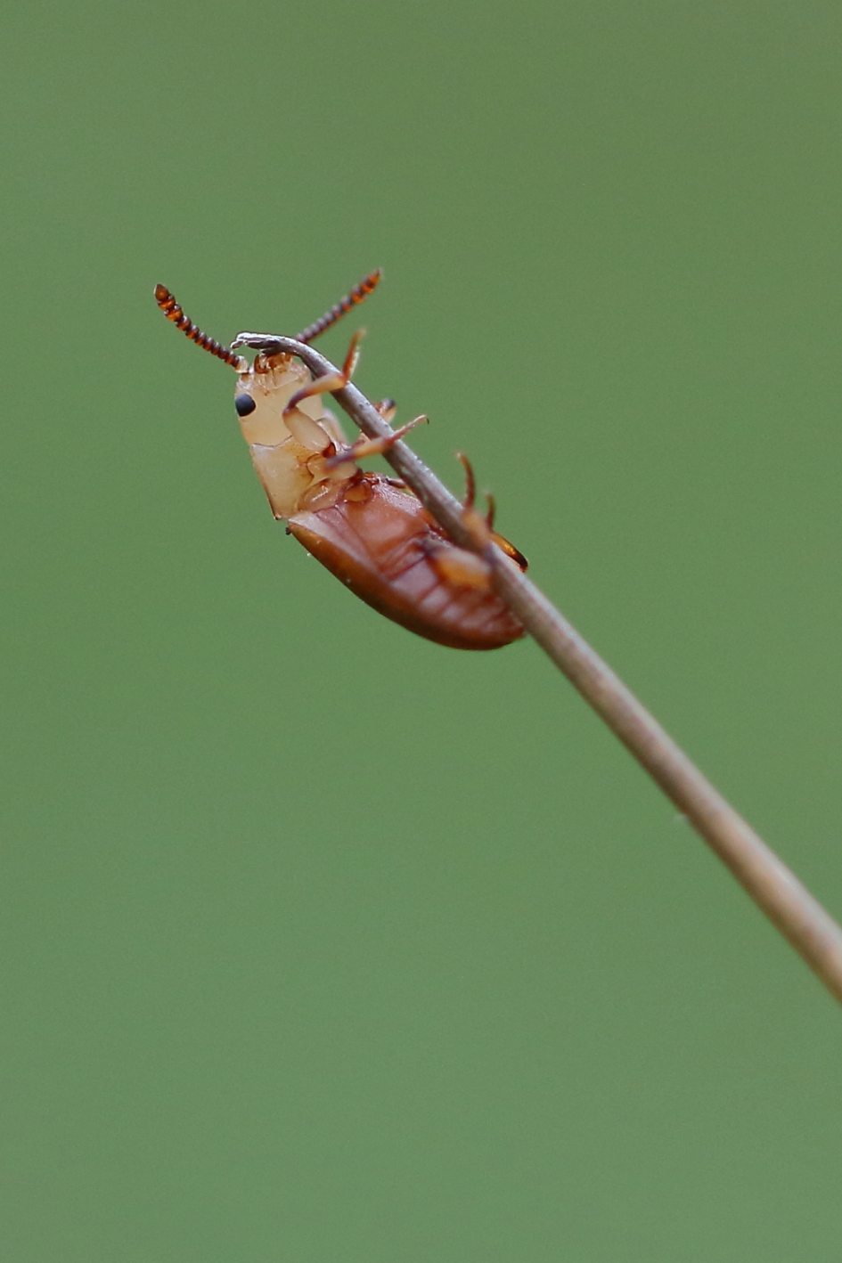 Larve van de zwartspriethommelkever - Geleedpotigen - zwartspriethommelkever