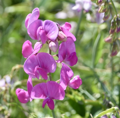 Lathyrus
