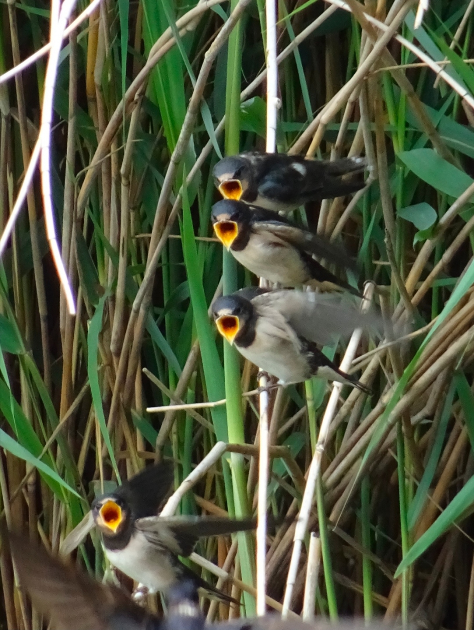 Lekker hapje - Vogels - Zwaluw